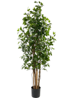 Фикус Бенджамина Новый 180 см.