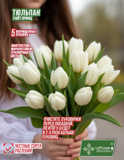 Тюльпан Луковица, Уайт Принц 5+ шт