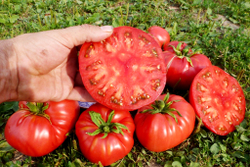 Легендарная Сызранская Розовая Ранняя Помидора