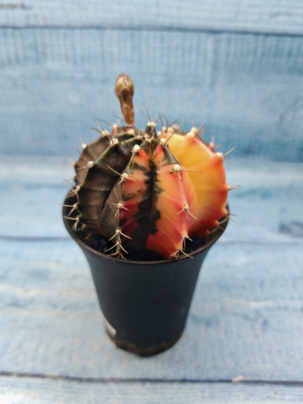 Gymnocalycium Variegata (Гимнокалициум Вариегатный)