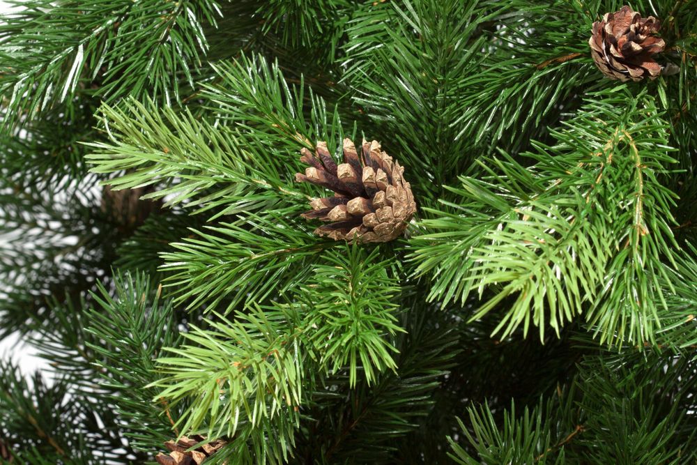 Ель искусственная «Камчатская с шишками» (Литая хвоя) от 1,5 м до 3 м