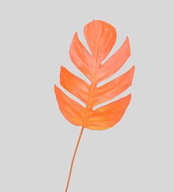 TR 571L Филодендрон