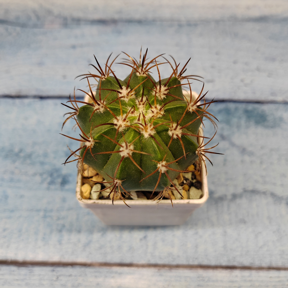 Melocactus Diersianus (Мелокактус)