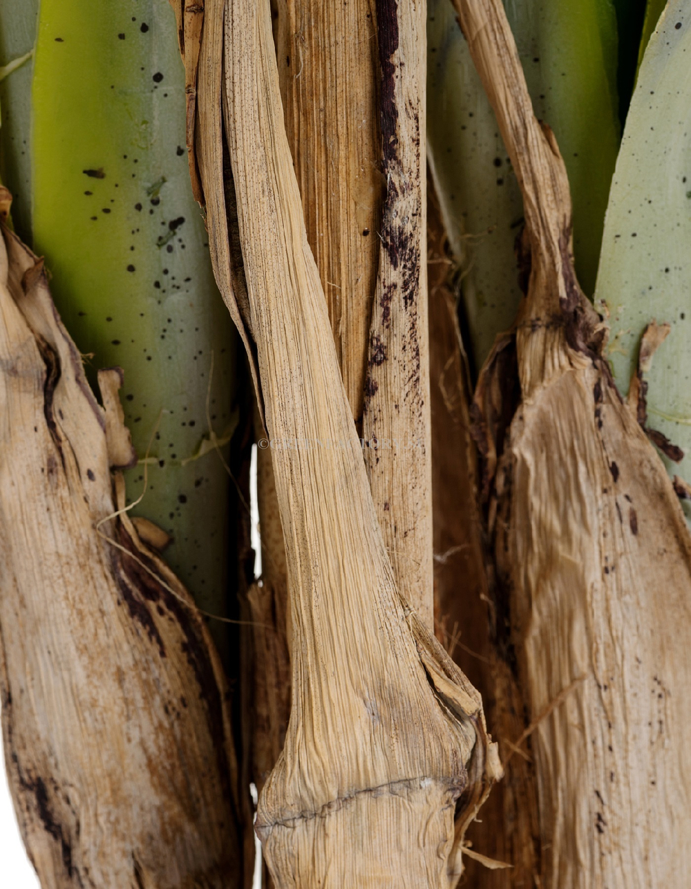 Пальма Арека Катеху де Люкс