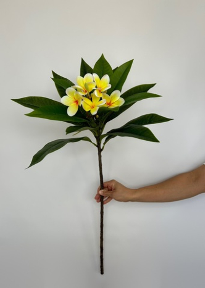 Плюмерия Жёлтая пропилен