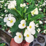 Эуфорбия Миля мелкоцветковая JASMINE белый