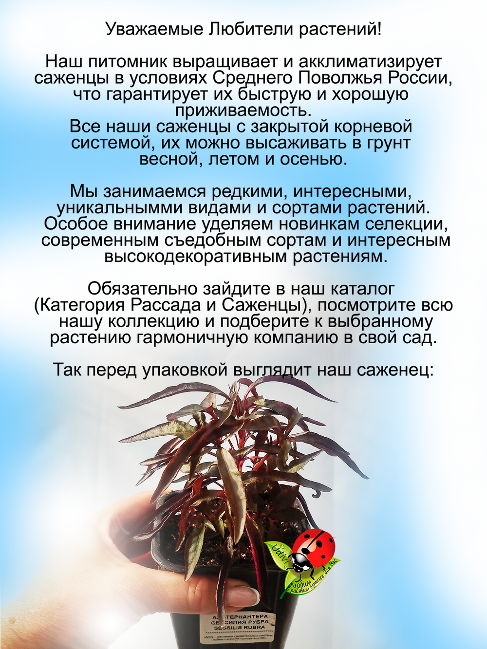 Альтернантера ампельная красная