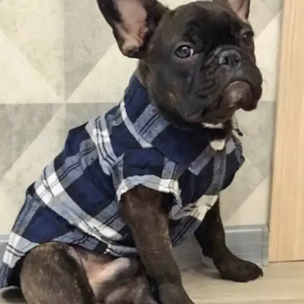 Кофта - рубашка фланелевая для мелких пород собак и кошек «BRO Style», цвет черный, р 3XL