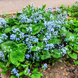 Бруннера (Brunnera) Sibirica