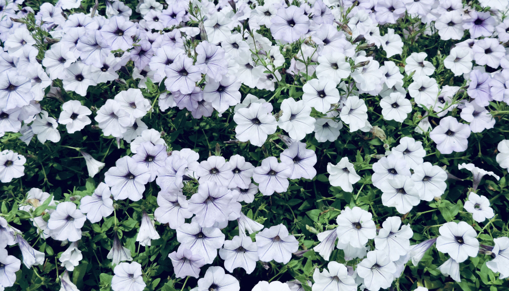 П 30 Петуния ампельная Tidal Wave Silver