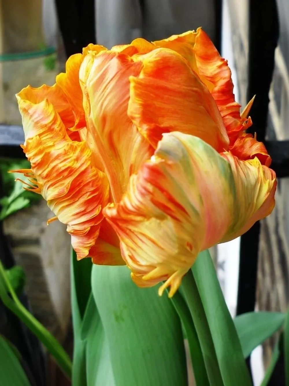 Тюльпан Попугайный Пэррот Кинг