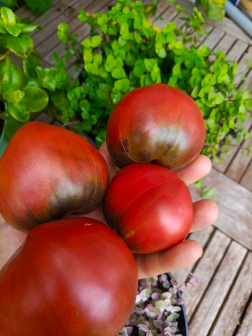 Вишнёвый сироп сорт томата