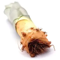 Sansevieria Moonshine черенок для укоренения