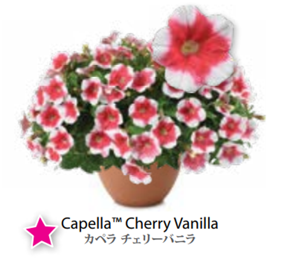ЕВРО Petunia Capella Cherry Vanilla укорененный черенок ноябрь