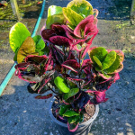 Кротон SRI SANGA