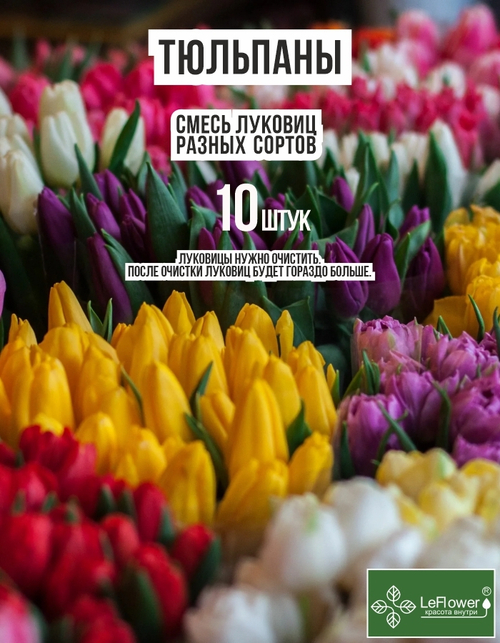 Тюльпан Луковицы неочищенные, Микс сортов, более 10шт+