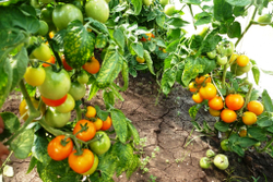 Помидоры — Ola Polka – Оля Полька