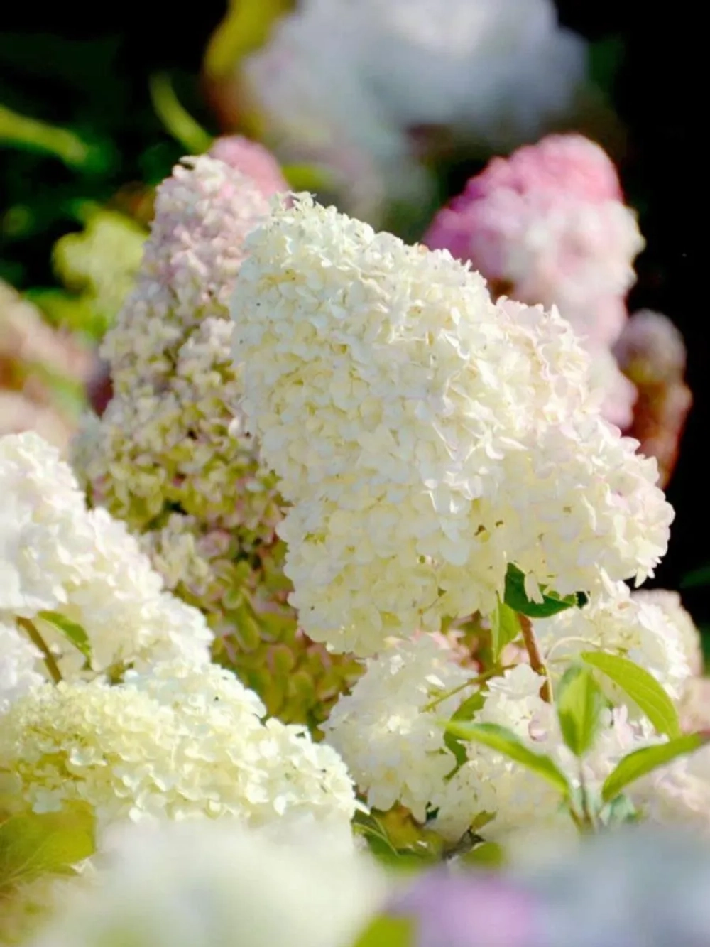 Гортензия метельчатая Диамантино