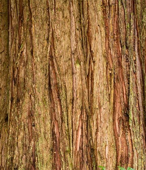 Кедровое дерево ароматическое масло, Candle Warmers