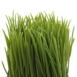 GAEM Цветочная композиция "Осока", L10 W10 H16 см