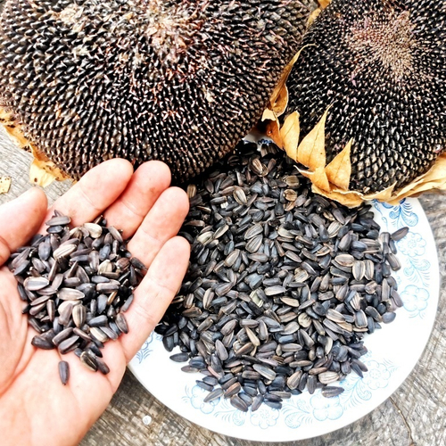 Чёрные Подсолнухи Племени Хопи - Hopi Black Dye Sunflower