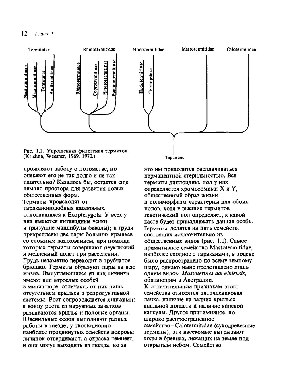 Общественные насекомые. Экология и поведение | М. Брайен