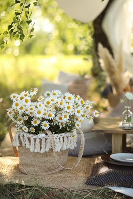 Daisy Picnic