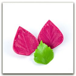 Листья берёзы