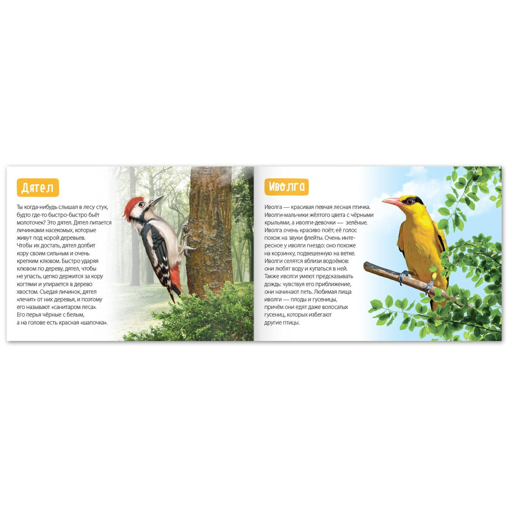 Обучающие книги набор «Удивительный мир» 6 шт.