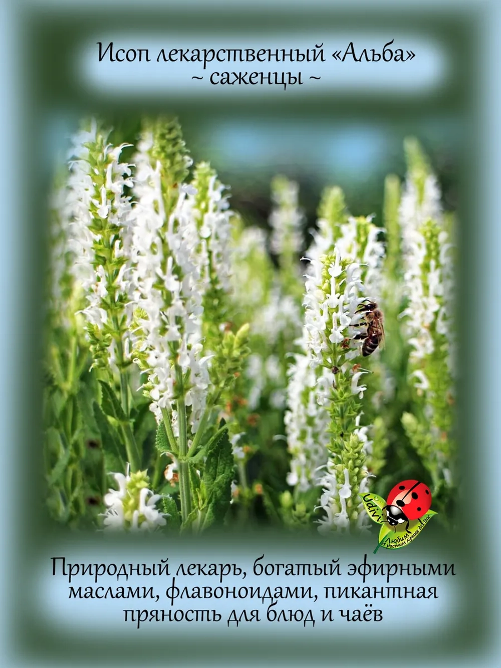 Исоп Альба лекарственный