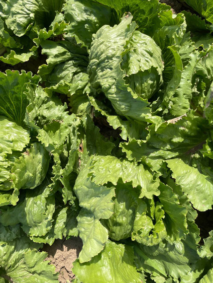 Диамантинас семена салата айсберг (Rijk Zwaan /ALEXAGRO) культура – фото 12