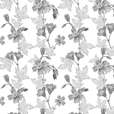 Цветы луговой герани. Ботанический рисунок летних лекарственных растений.