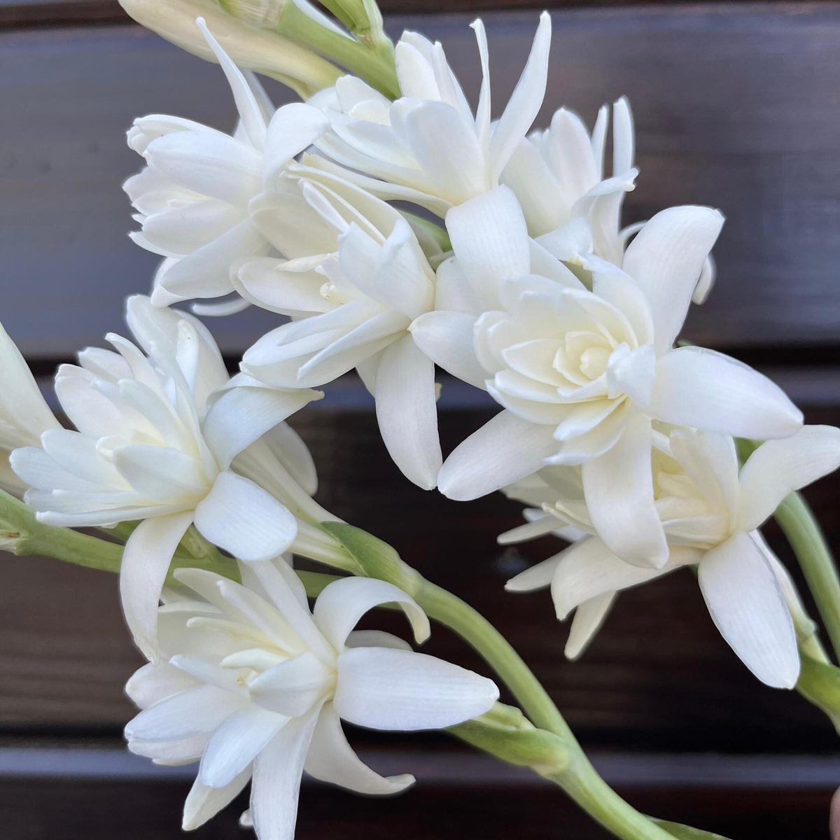 тубероза Жемчужина (Polianthes tuberosa The Pearl) — в горшочке — пора высаживать