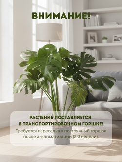 Монстера Deliciosa д.21