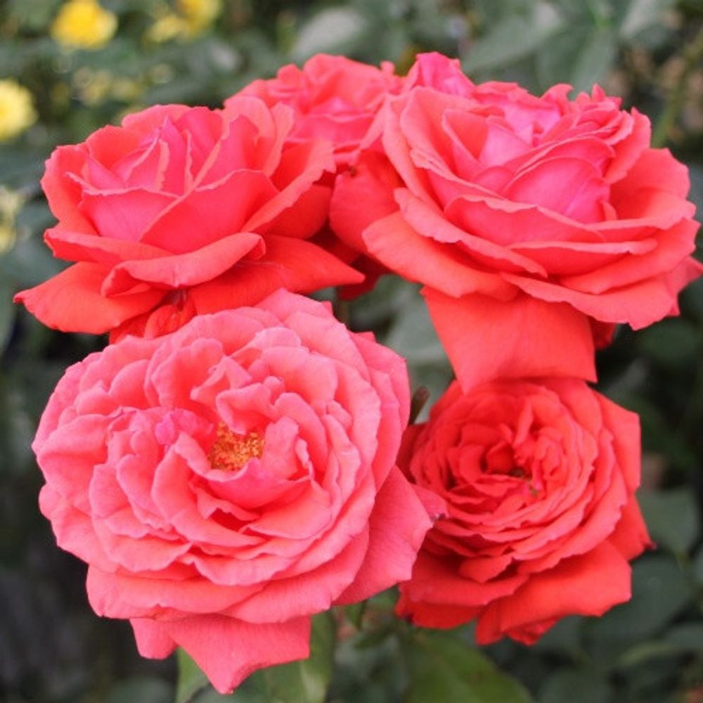 Роза чайно-гибридная Дюфтволке
