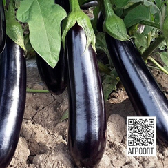 Анамур F1 семена баклажана (Rijk Zwaan / Райк Цваан)