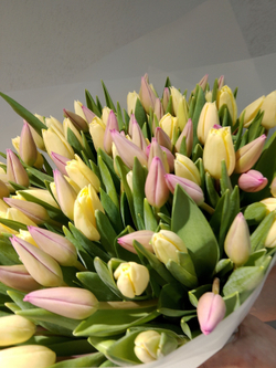 Букет из 35 тюльпанов
