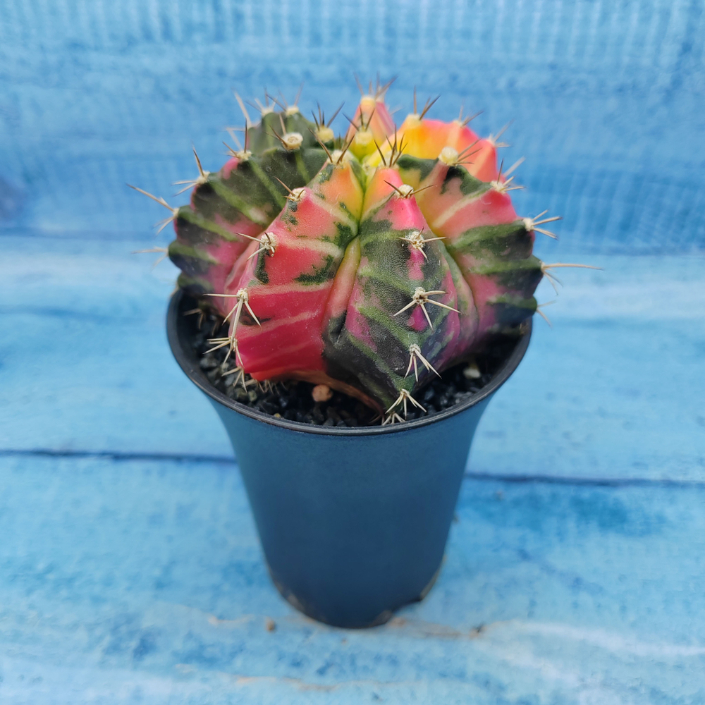 Gymnocalycium Variegata (Гимнокалициум Вариегатный)