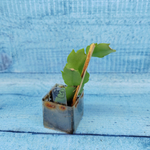 Schlumbergera Eprics Star (Декабрист)