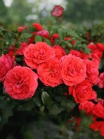 Роза флорибунда Черри Гёрл