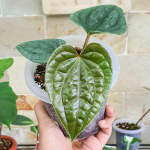 Антуриум LUXURIANS PURE ECUADOR