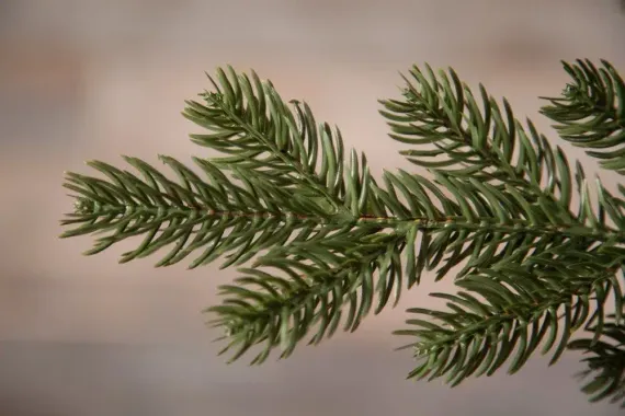 Елка Шервуд Премиум 305 см., литая хвоя+пвх, Triumph Tree (73779)