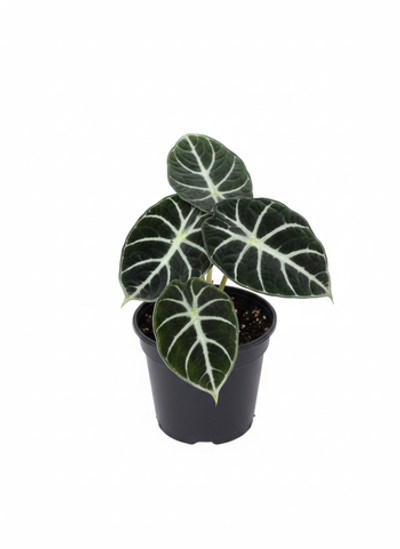 Алоказия Ninja д.11