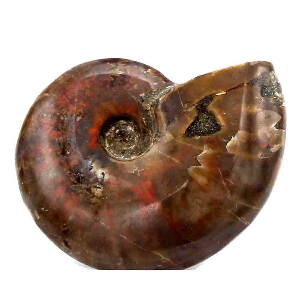 Аммонит с аммолитом 60.7