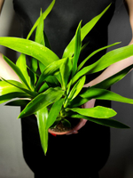 Юкка Слоновая D12см