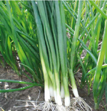 Грин Баннер семена лука на перо (Seminis / Семинис)