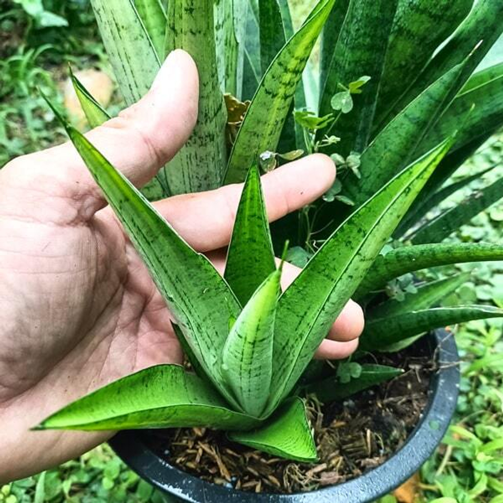 Сансевиерия GABRIELLA