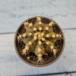 Gymnocalycium T-Rex hybride (Гимнокалициум T-rex)