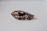 Конус ауликус (Conus aulicus) (скол на губе)