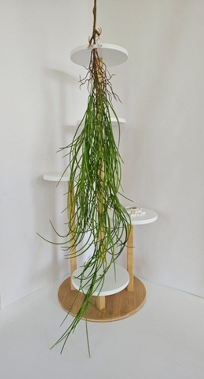 Осока с корешками ампельная / Арт 4134